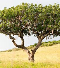 Salámový strom - Kigelia africana - semená - 8 ks