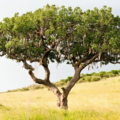 Salámový strom - Kigelia africana - semená - 8 ks