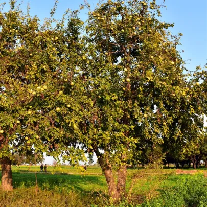 Oslizák ľúbezný - Aegle marmelos - semená - 3 ks