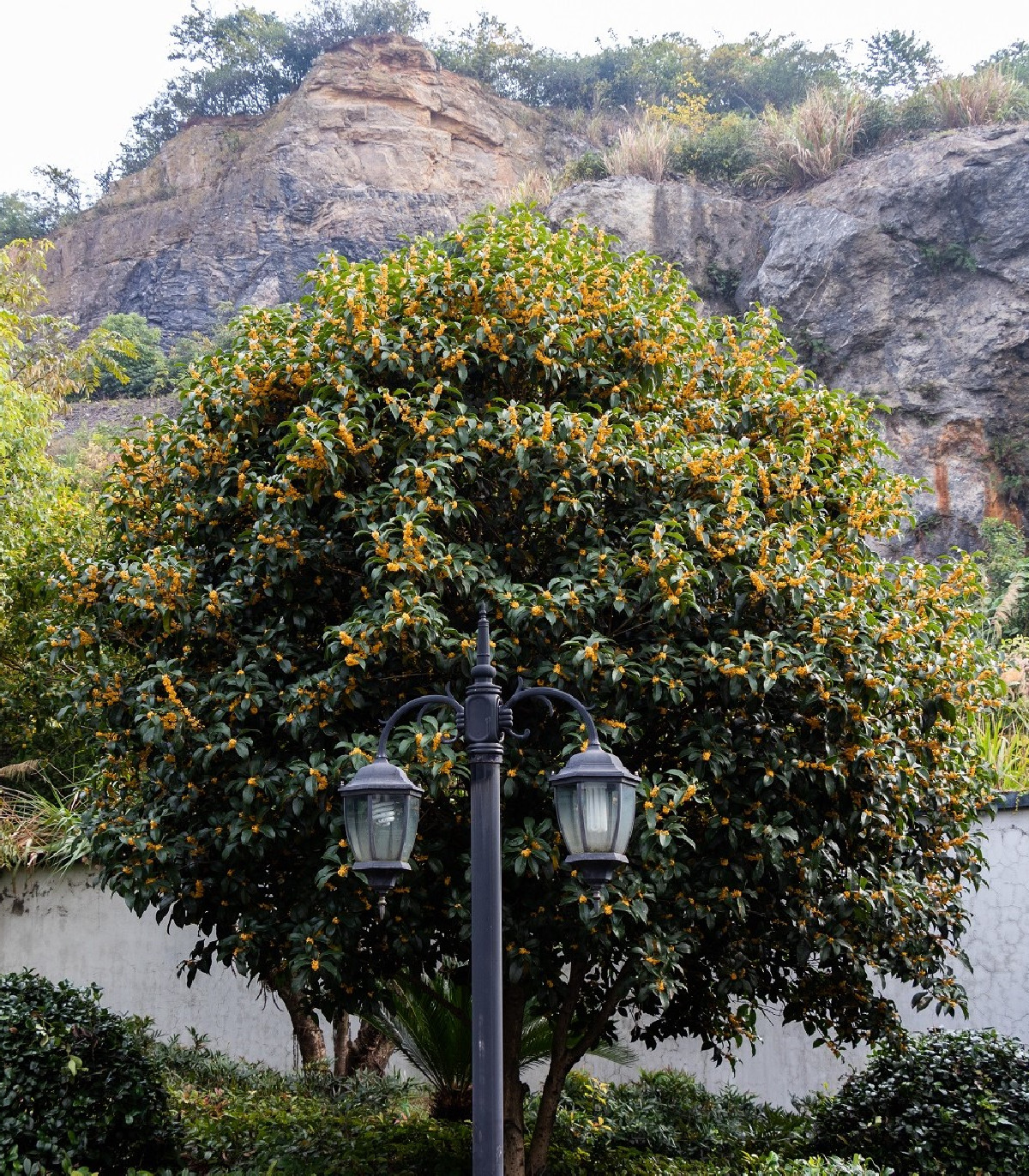 Olivovník libovonný - Osmanthus fragrans - semená - 5 ks