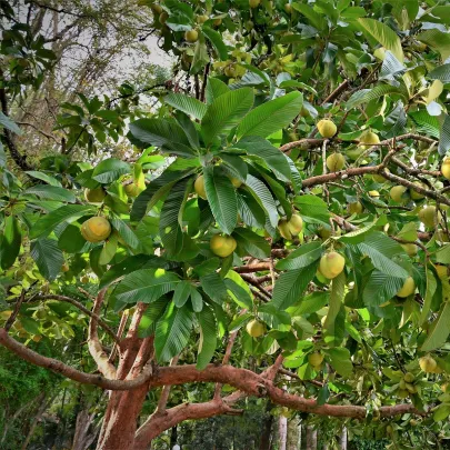 Dilenia indická - Dillenia indica - semená - 12 ks