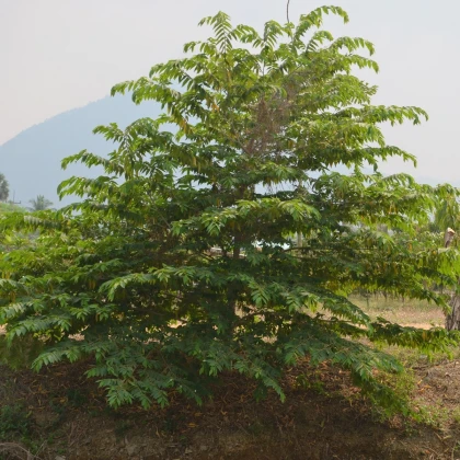 Jamajská čerešňa - Muntingia calabura - semená - 6 ks