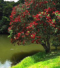 Železnec - Metrosideros excelsa - semená - 7 ks