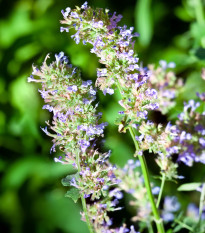 Kocúrnik záhradný citrónový - Nepeta cataria var. citriodora - semená - 15 ks
