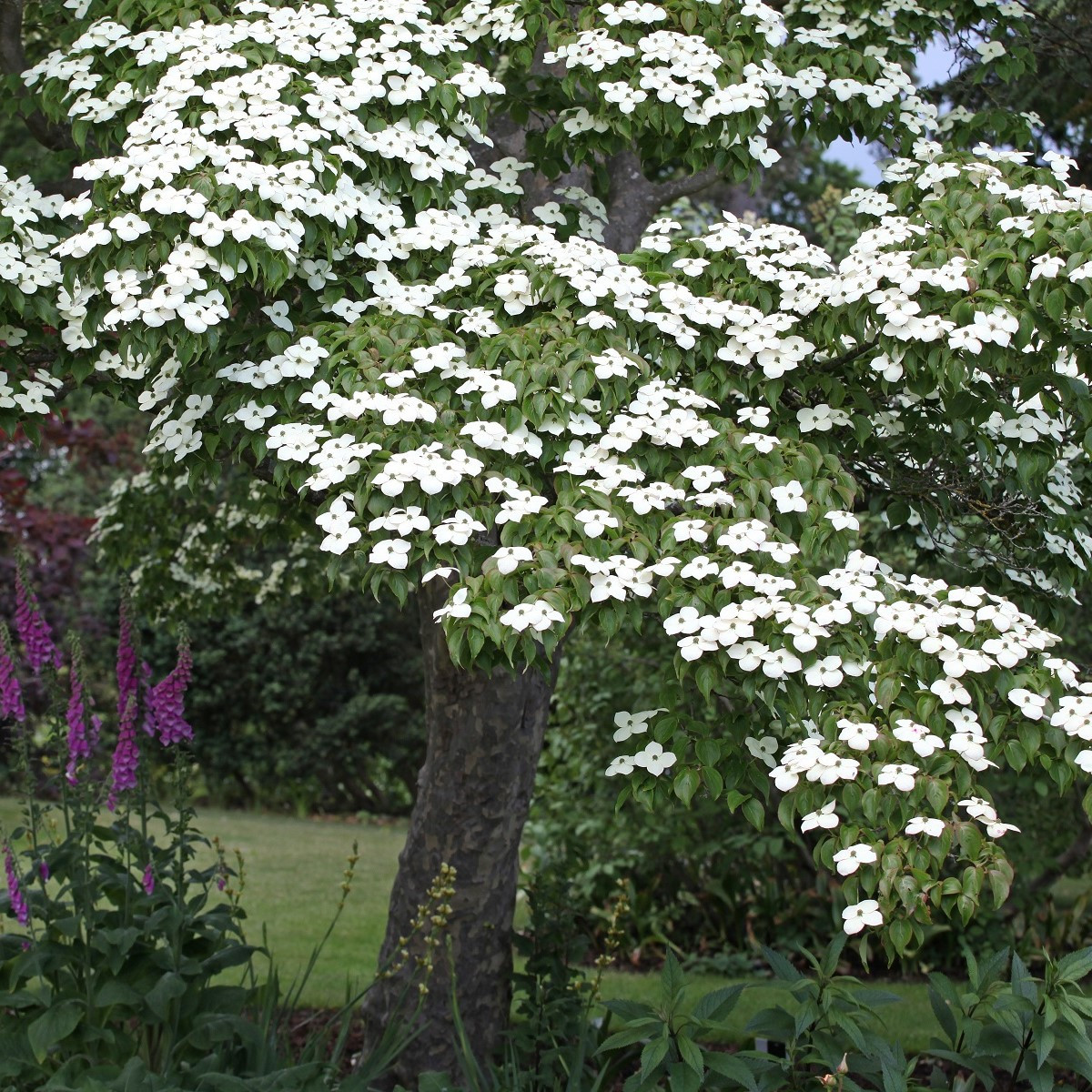 Drieň japonský - Cornus kousa - semená - 12 ks