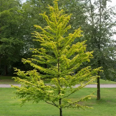 Metasekvoja čínska - Metasequoia glyptostroboides - semená - 10 ks