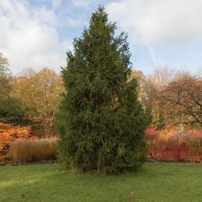 Smrek himalájsky - Picea smithiana - semená - 8 ks