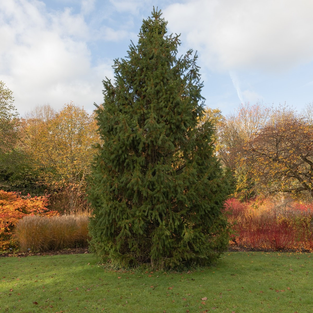 Smrek himalájsky - Picea smithiana - semená - 8 ks