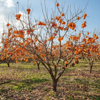 Tomel japonský - Diospyros kaki - semená - 4 ks