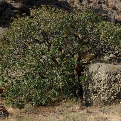 Pistácia atlantská - Pistacia Atlantica  - semená - 5 ks