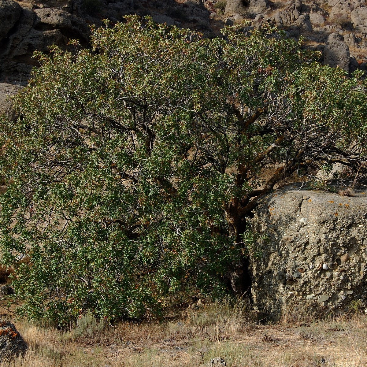 Pistácia atlantská - Pistacia Atlantica  - semená - 5 ks