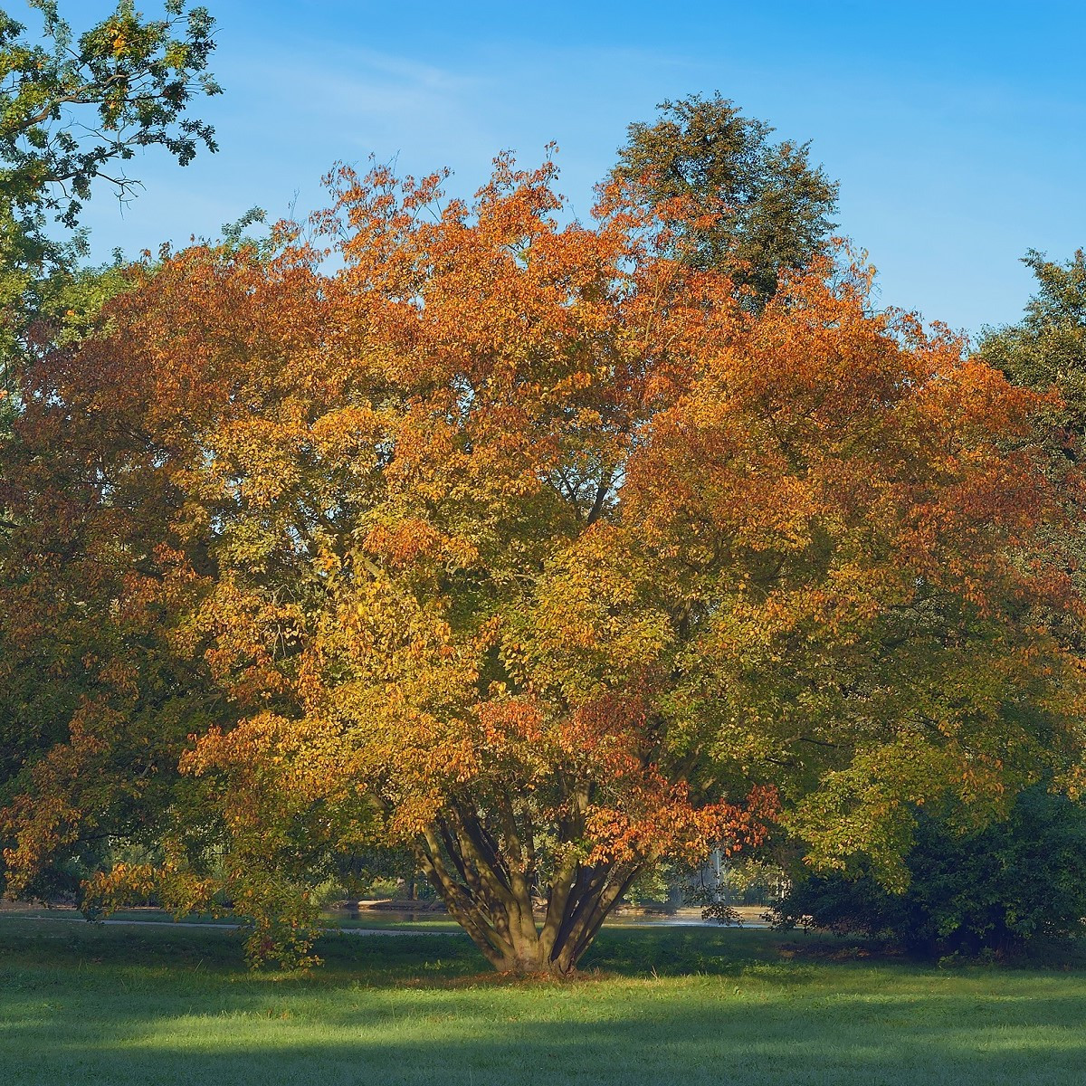 Javor ohnivý - Acer ginnula - semená - 5 ks