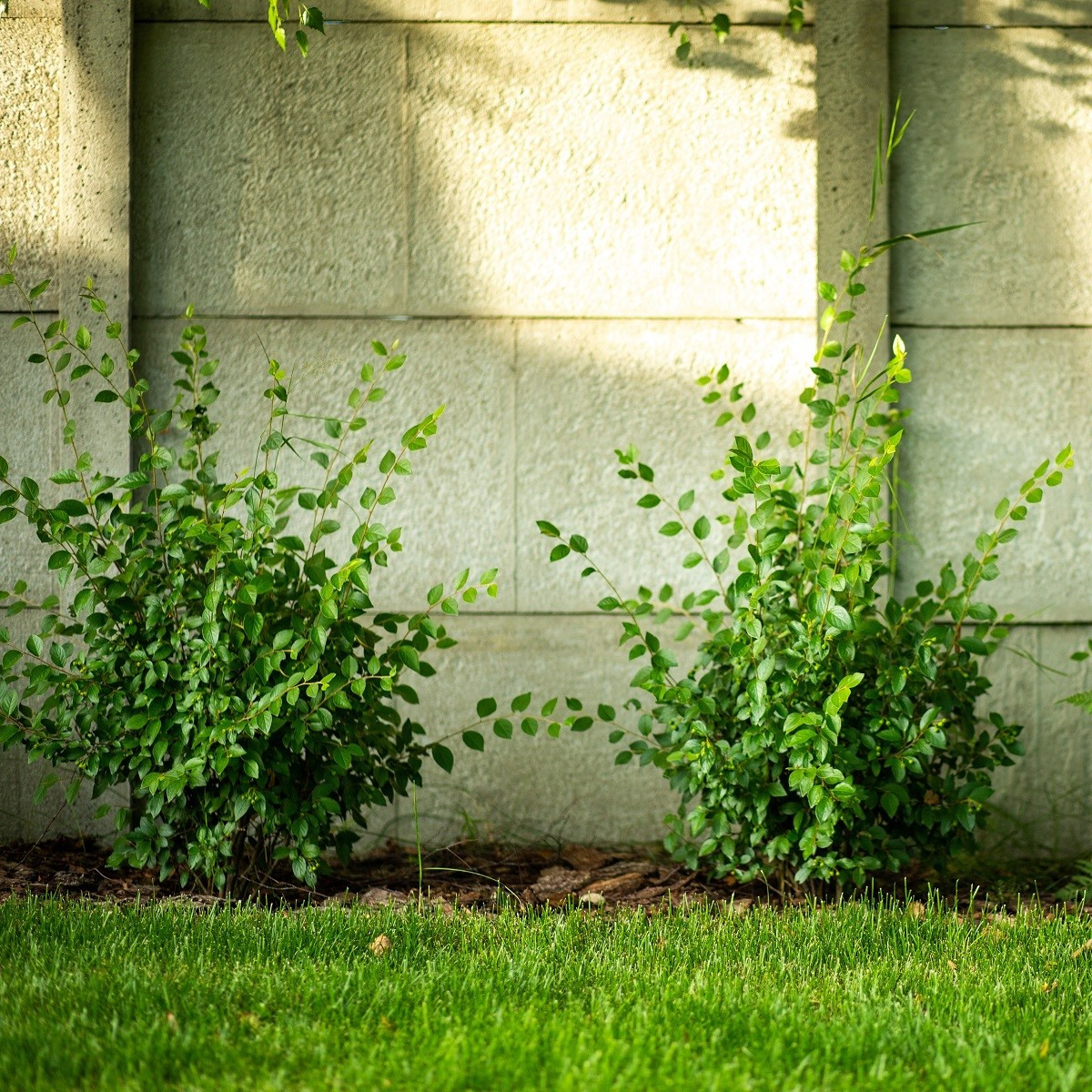 Turkestánsky brest - Ulmus pumila - semená - 10 ks
