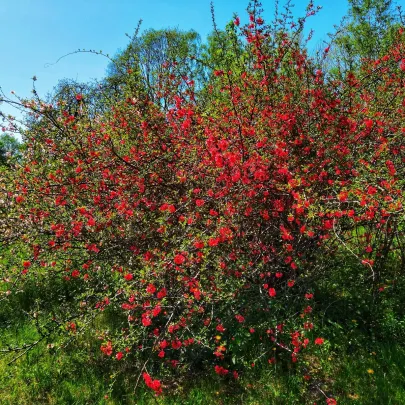 Dulovec japonský - Chaenomeles Japonica - semená - 10 ks