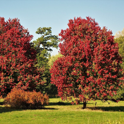 Javor červený - Acer rubrum - semená - 5 ks