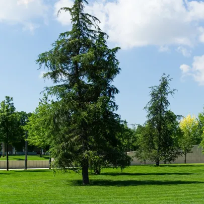 Céder Himalájsky - Cedrus deodara - semená - 10 ks