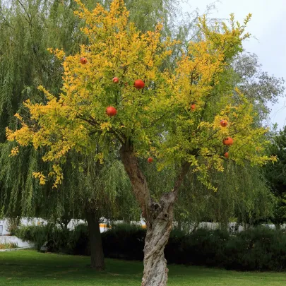 Granátovník - Punica Granatum - semená - 5 ks