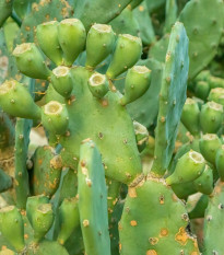 Opuncia poliehavá - Opuntia humifusa - semená - 7 ks