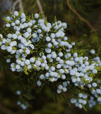 Borievka virgínska - Juniperus virginiana - semená - 15 ks