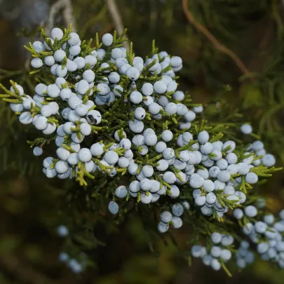 Borievka virgínska - Juniperus virginiana - semená - 15 ks