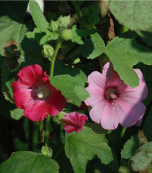 Topolovka Simplex směs - semena Topolovky - Althaea rosea - 40ks