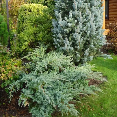 Borievka virgínska - Juniperus virginiana - semená - 15 ks