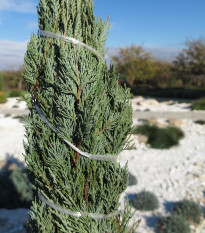Borievka virgínska - Juniperus virginiana - semená - 15 ks
