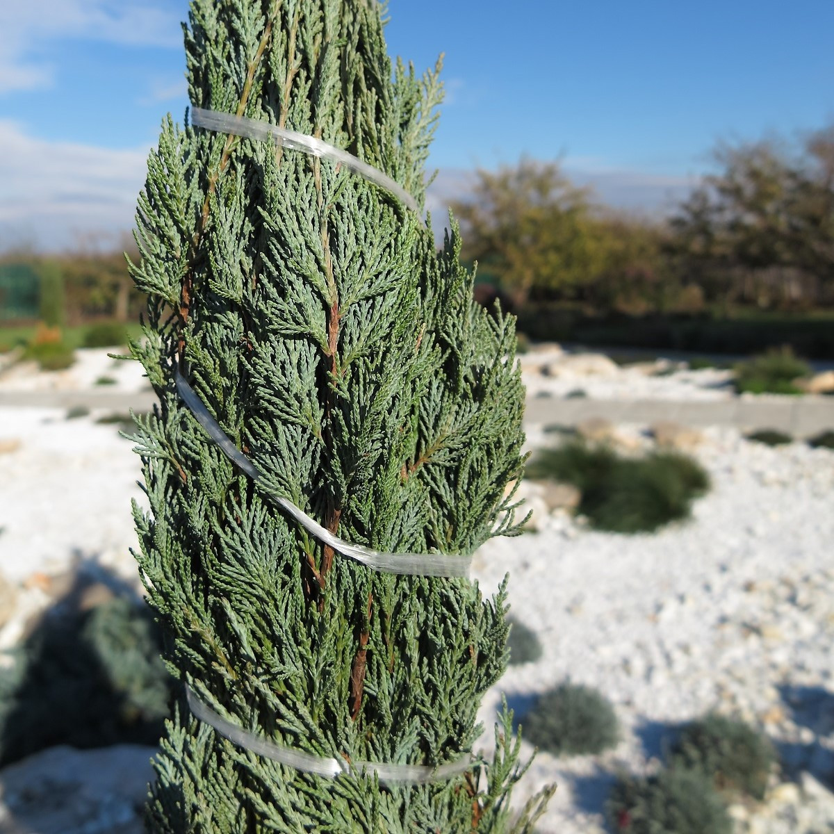 Borievka virgínska - Juniperus virginiana - semená - 15 ks