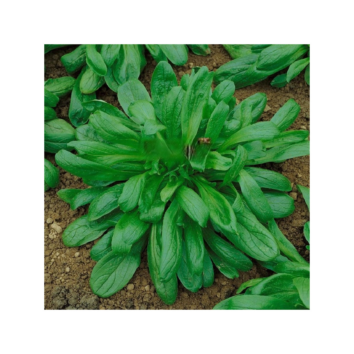 Valeriánka Large Leaved - Vallerianella locusta - semená - 150 ks