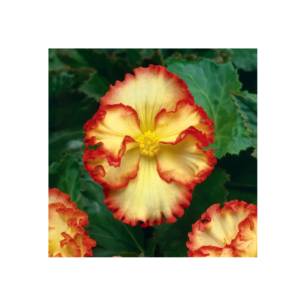 Begónia Marginata žltá - Begonia crispa - cibuľoviny - 2 ks