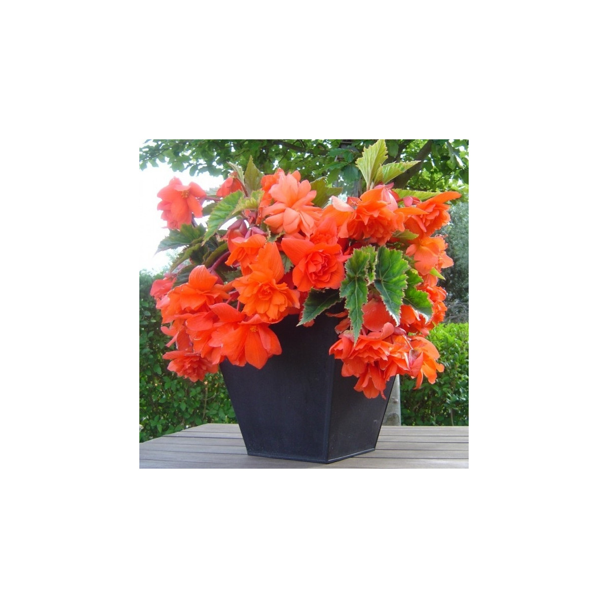 Begónia oranžová - Begonia pendula - cibuľoviny - 2 ks