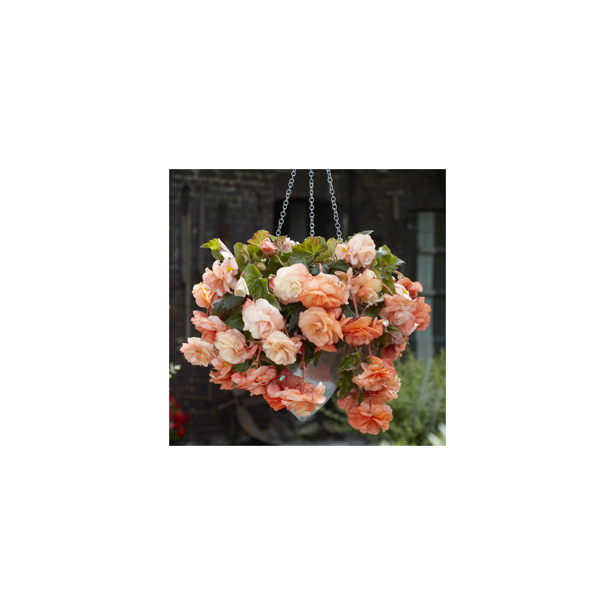 Begónia Apricot - Begonia splendide - cibuľoviny - 2 ks