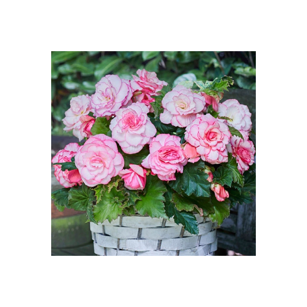 Begónia Picotee biela - Begonia - cibuľoviny - 2 ks