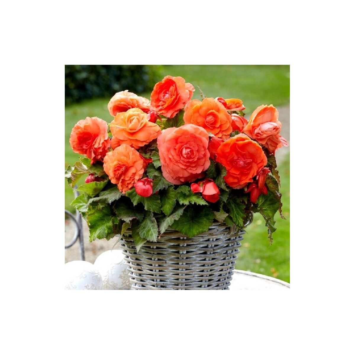 Begónia plnokvetá oranžová - Begonia superba - cibuľoviny - 2 ks