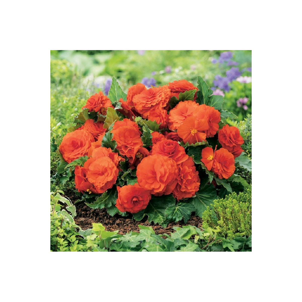 Begónia Nonstop oranžová - Begonia tuberhybrida - cibuľoviny - 2 ks