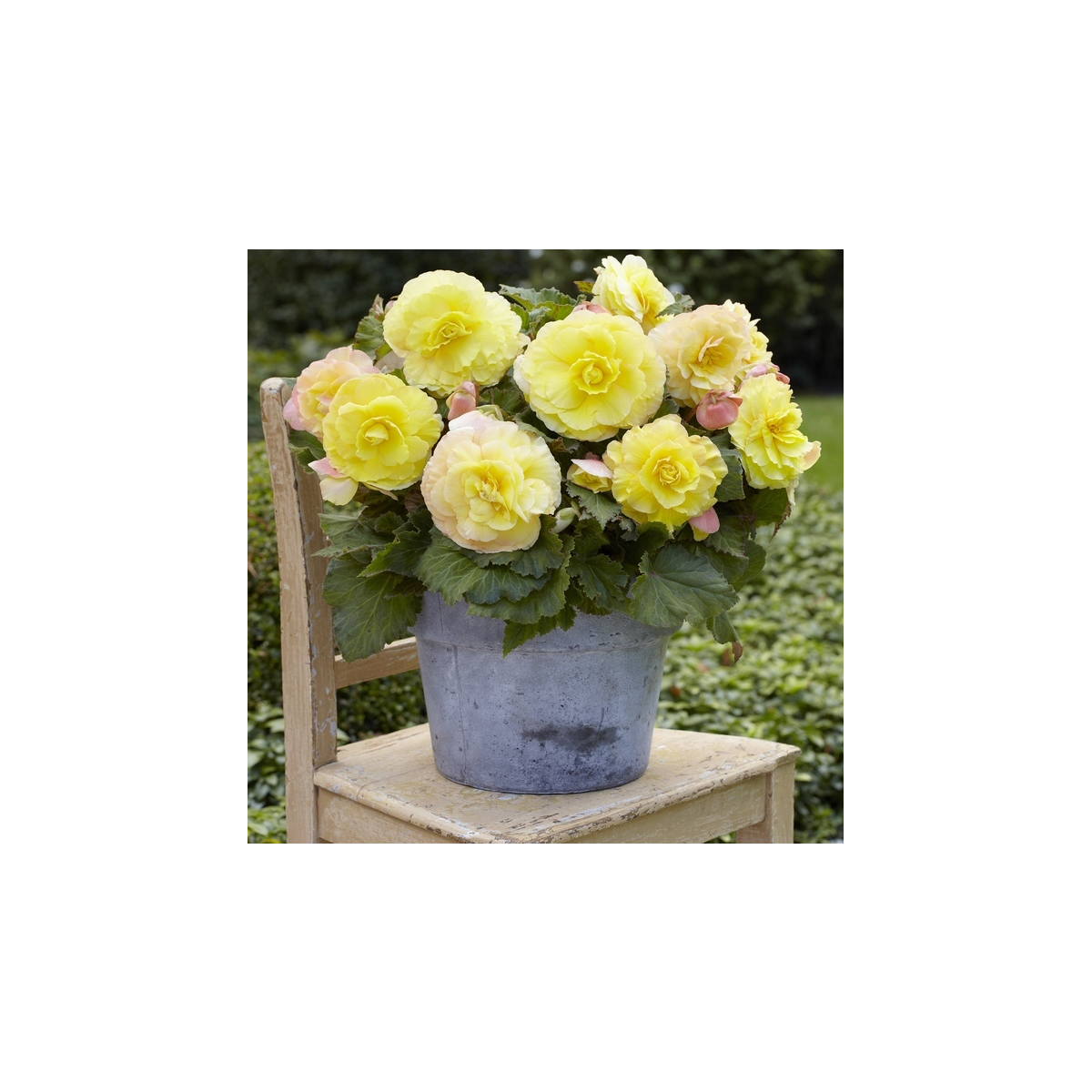 Begónia plnokvetá žltá - Begonia superba - cibuľoviny - 2 ks