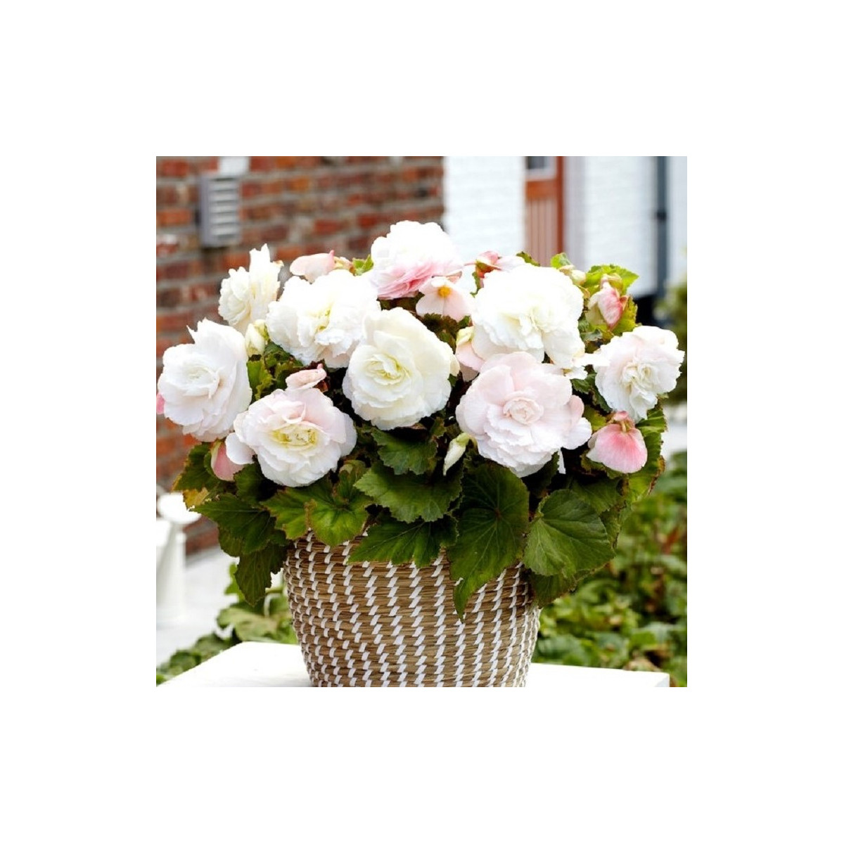 Begónia plnokvetá biela - Begonia superba - cibuľoviny - 2 ks