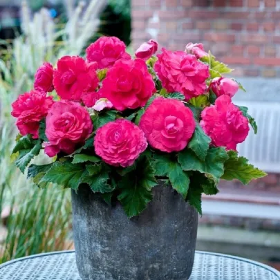 Begónia plnokvetá ružová - Begonia superba - cibuľoviny - 2 ks