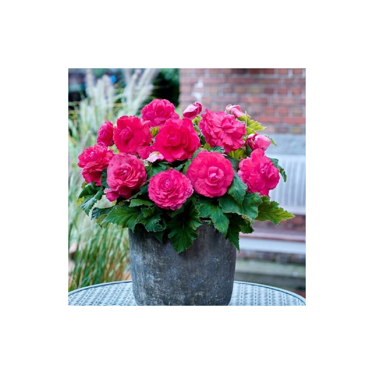 Begónia plnokvetá ružová - Begonia superba - cibuľoviny - 2 ks