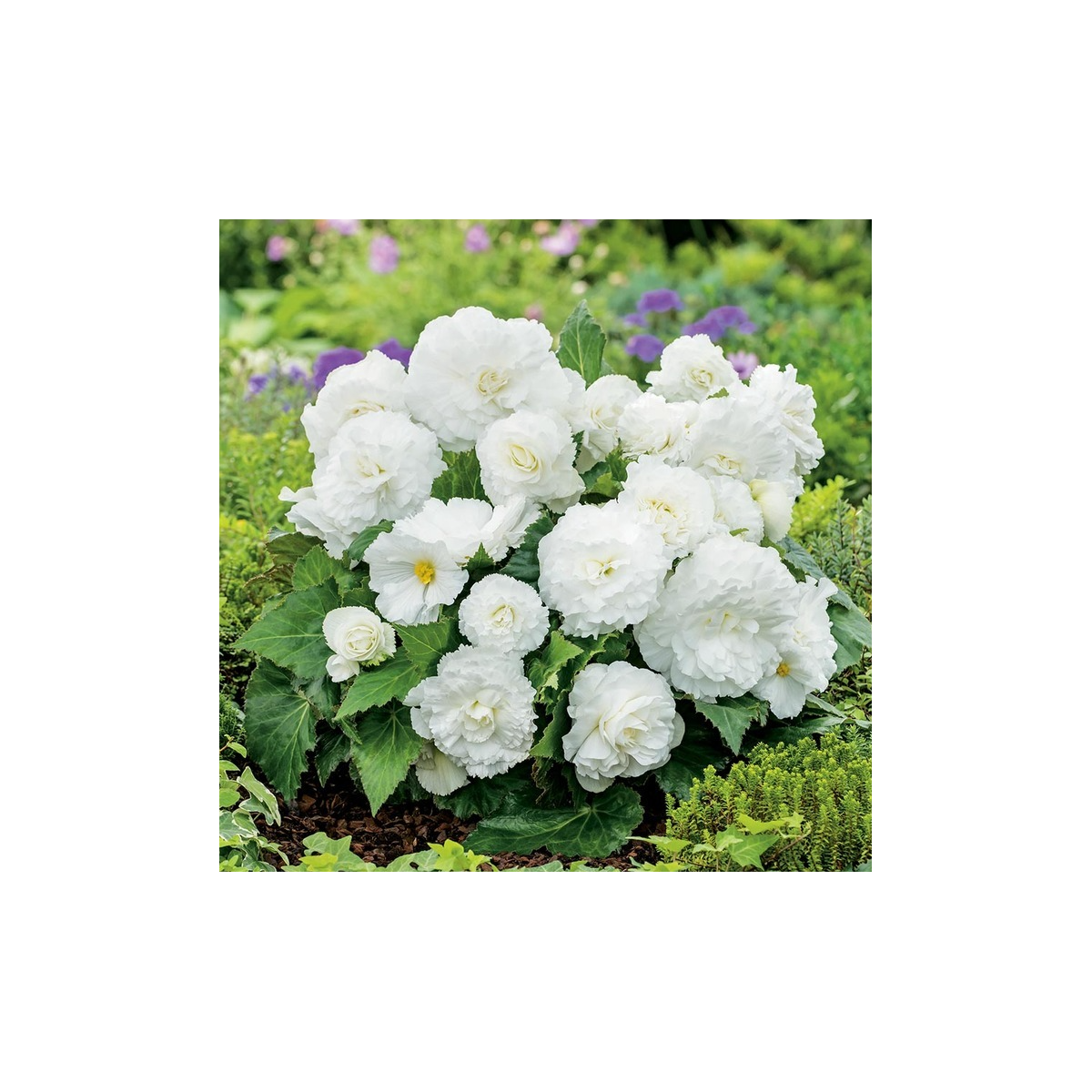 Begónia Nonstop biela - Begonia tuberhybrida - cibuľoviny - 2 ks