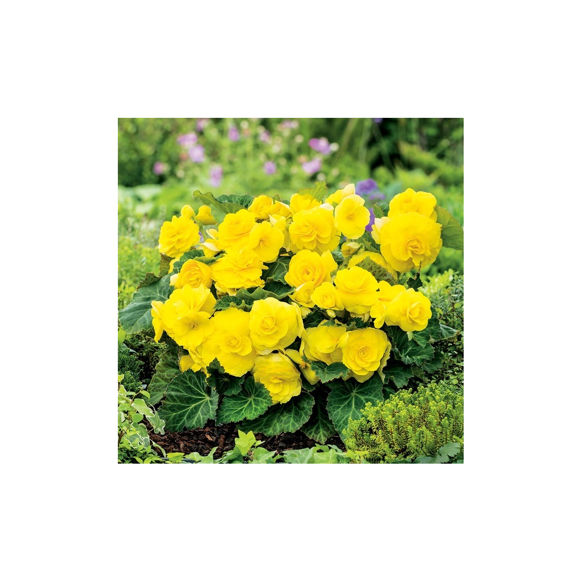 Begónia Nonstop žltá - Begonia tuberhybrida - cibuľoviny - 2 ks