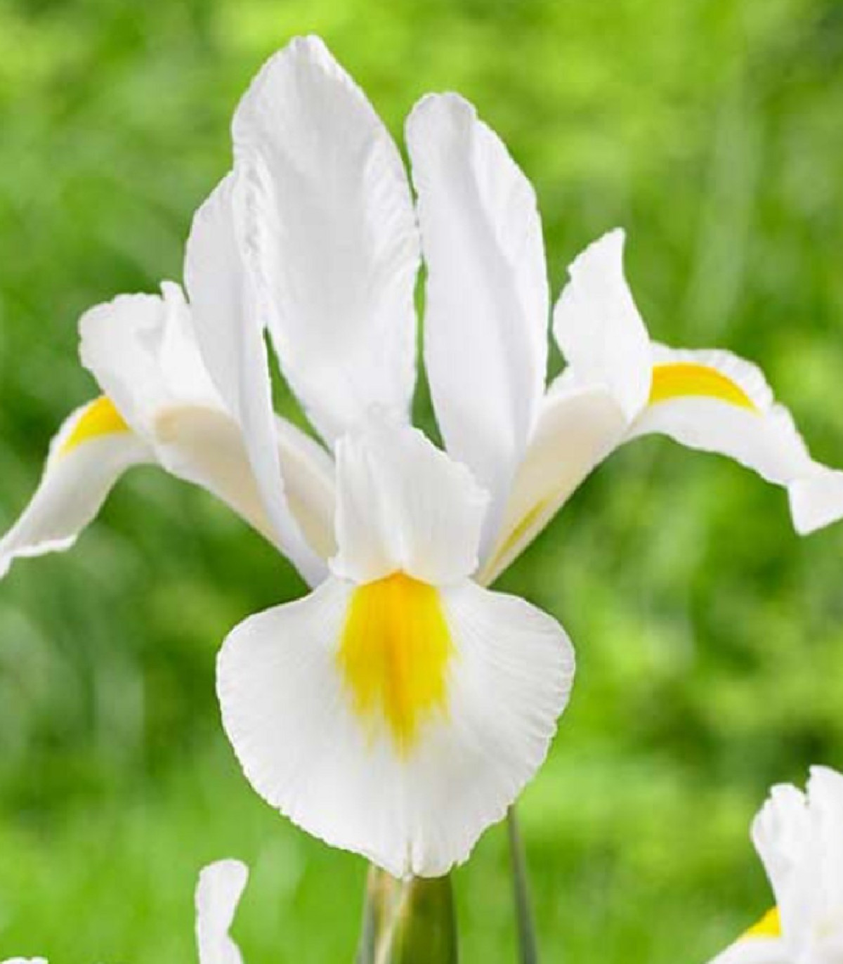 Kosatec biely - Iris hollandica - cibuľoviny - 3 ks