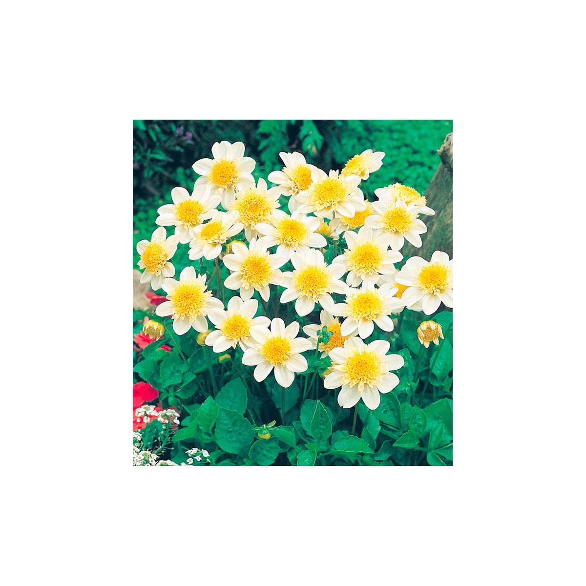 Georgína Toto - Dahlia - cibuľoviny - 1 ks