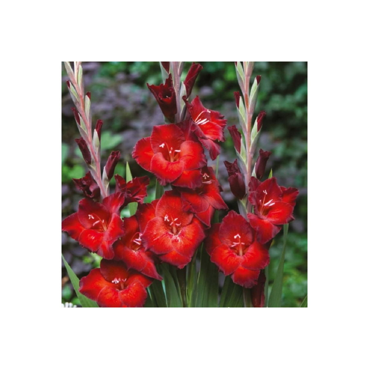 Gladiola Azuro - Gladiolus - cibuľoviny - 3 ks