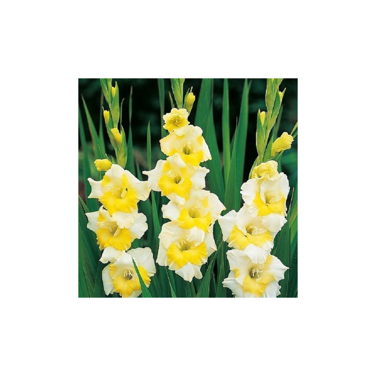 Gladiola Buggy - Gladiolus - cibuľoviny - 3 ks