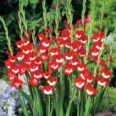Gladiola Mademoiselle de Paris - Gladiolus - cibuľoviny - 3 ks