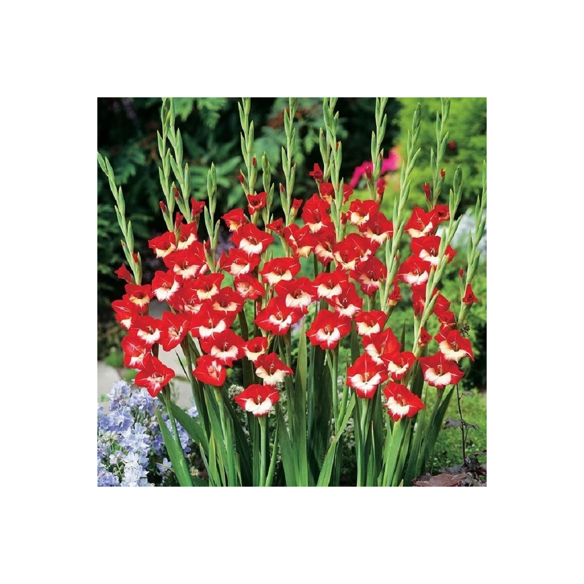 Gladiola Mademoiselle de Paris - Gladiolus - cibuľoviny - 3 ks