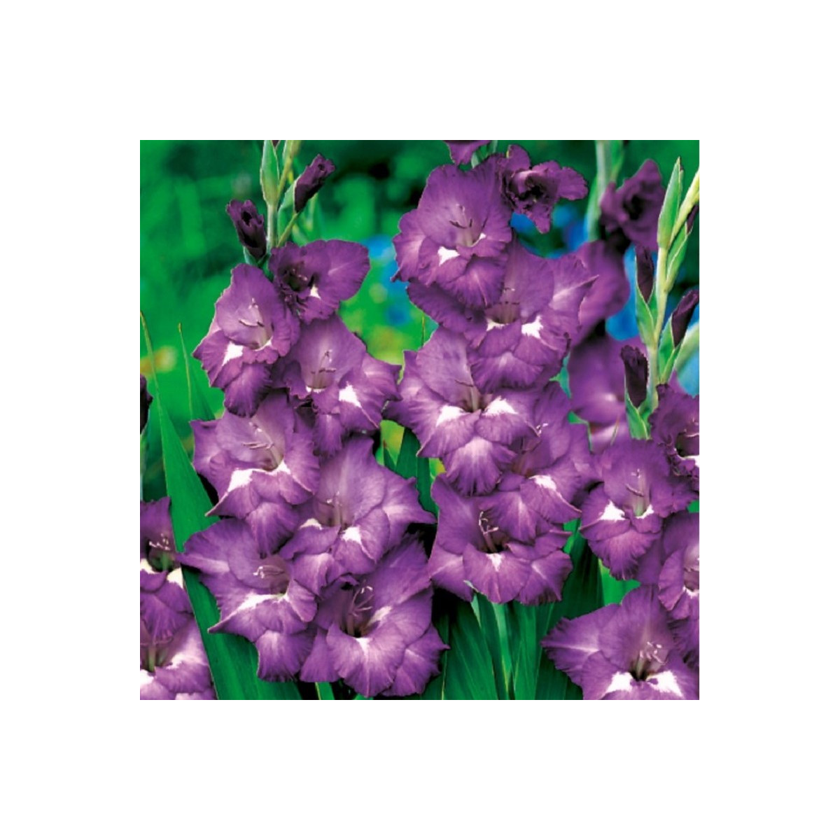 Gladiola Blue Isle - Gladiolus - cibuľoviny - 3 ks