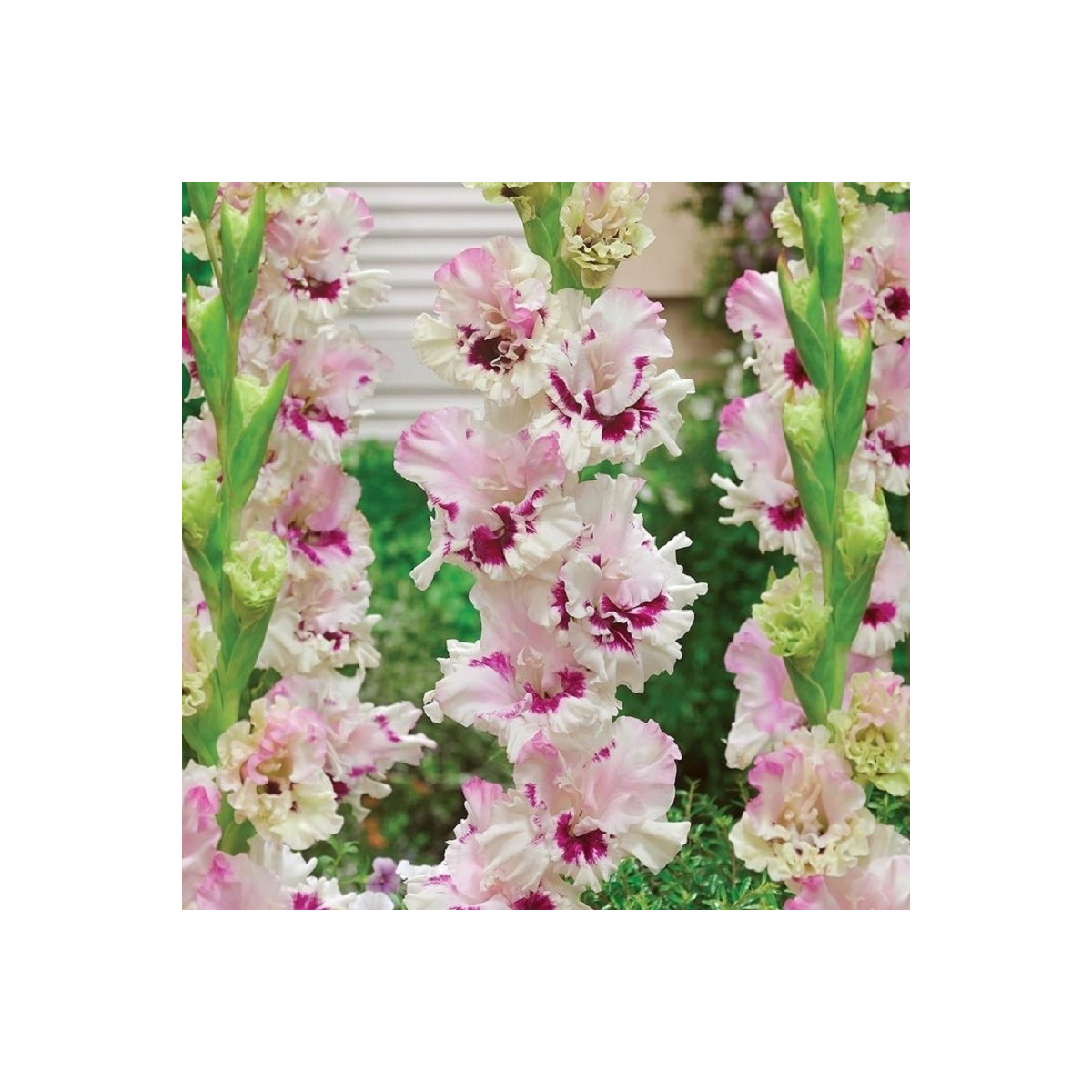 Gladiola Dreamy Creamy - Gladiolus - cibuľoviny - 3 ks