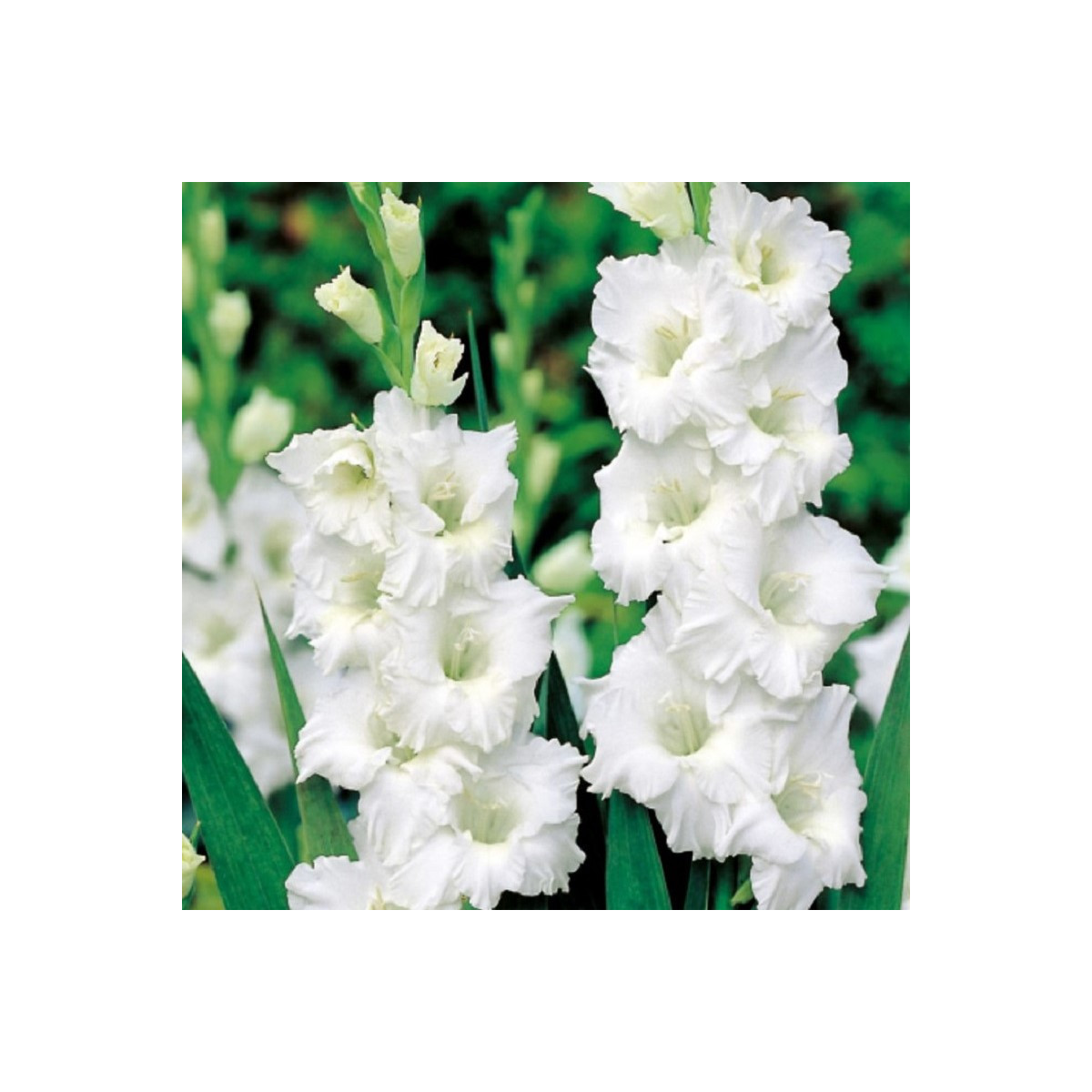 Gladiola Snowy Ruffle - Gladiolus - cibuľoviny - 3 ks